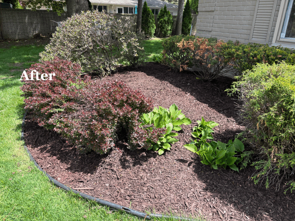 After Mulch 2