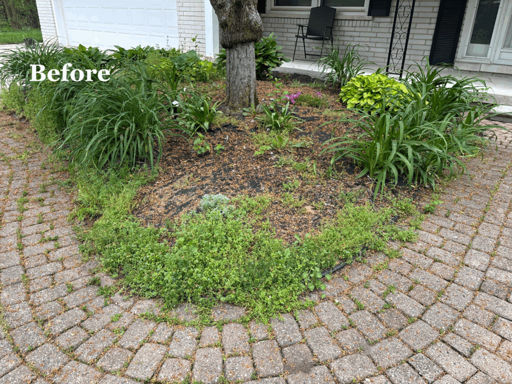 Before Landscape Design 2